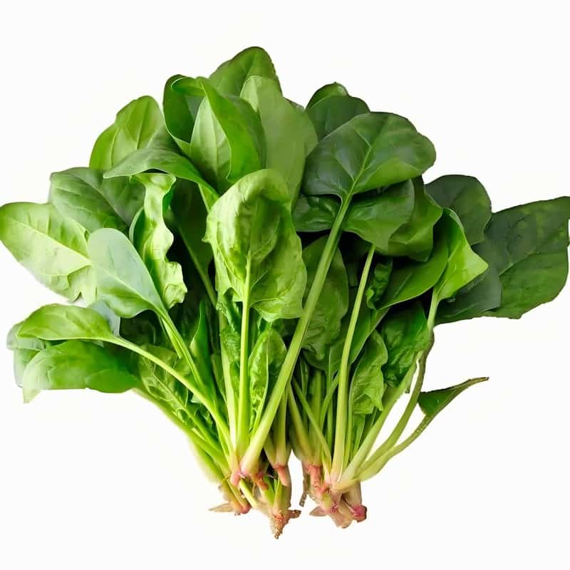菠菜