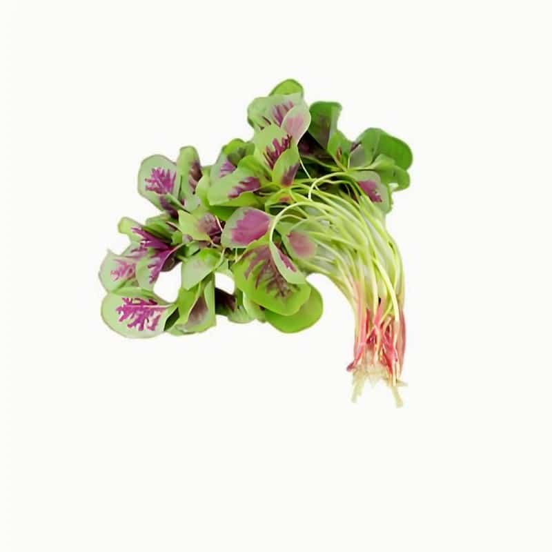 红苋菜