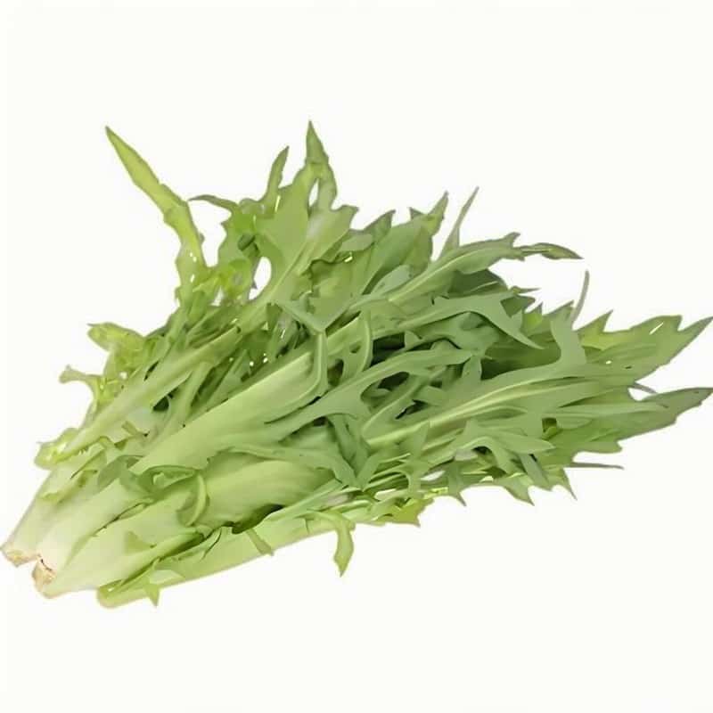 苦麦菜